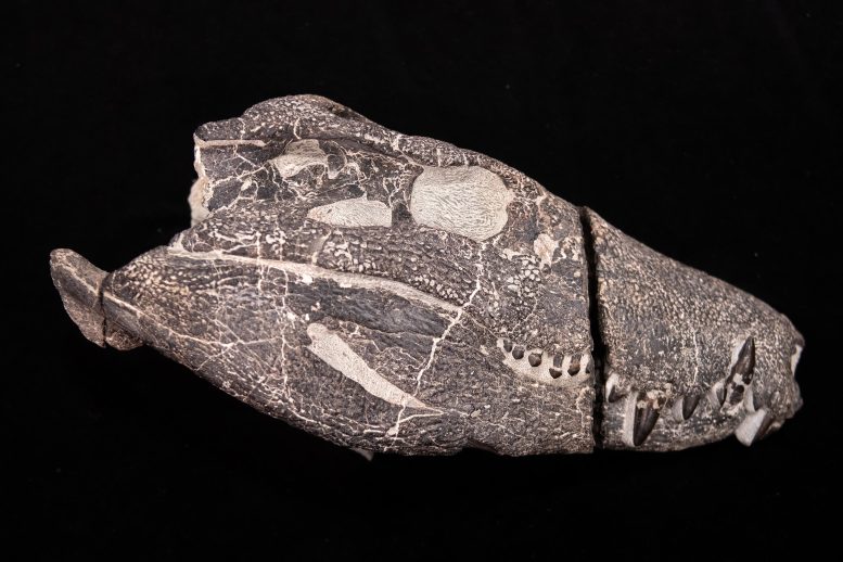 Kostensuchus atrox Skull