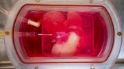 Lab-Grown Mini Liver in a Bioreactor