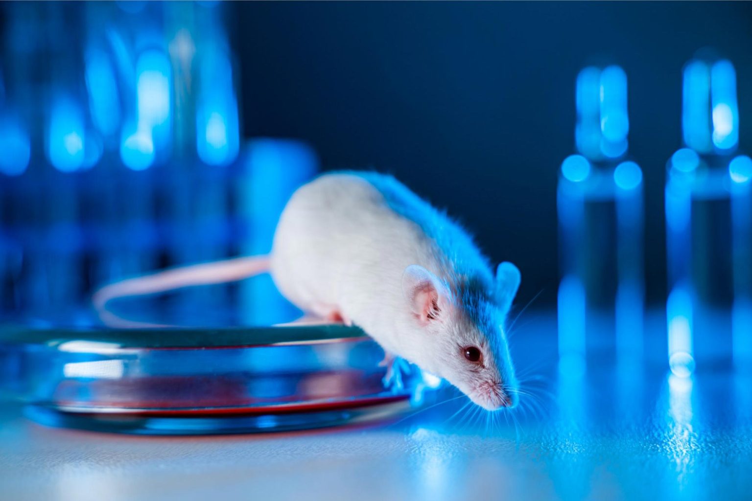 Biological Computer Mouse Defying Biology: Chinese Scientists Engineer Mouse With Two Male Parents