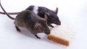 Lab Rats Share Food