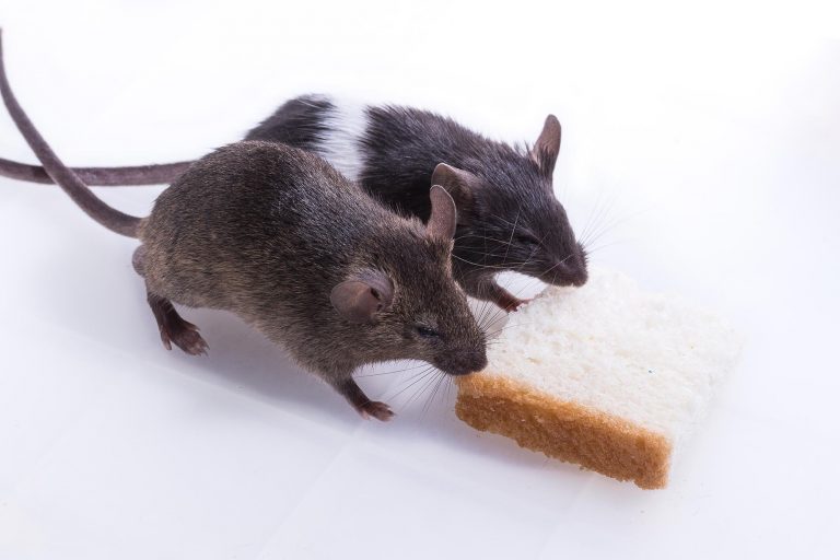 Rats Can Smell Hunger on Other Rats Give More Generously to Those in Need