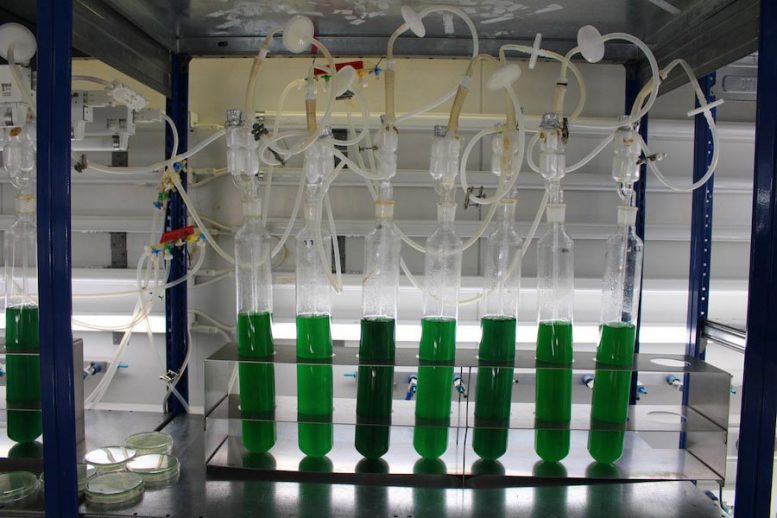 Laboratory Cultivation of Cyanobacteria