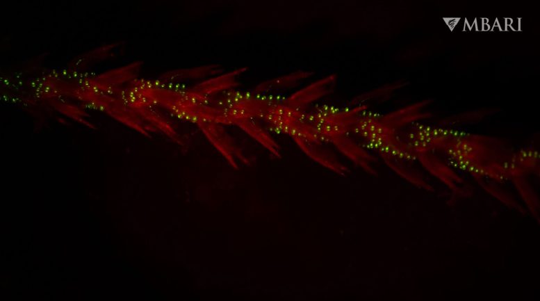 Foto de laboratório de bioluminescência no chicote do mar Funiculina