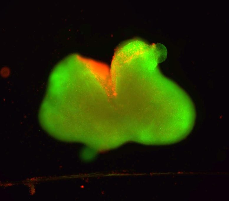 Modello di lacerazione