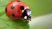 Ladybug Close Up