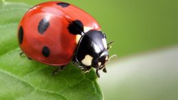 Ladybug Close Up