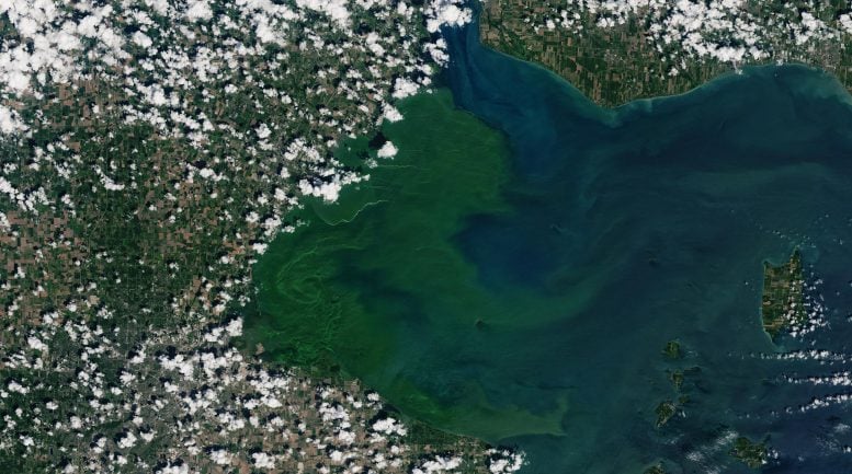 Lake Erie’s Toxic Mystery: Scientists Finally ID the Culprit