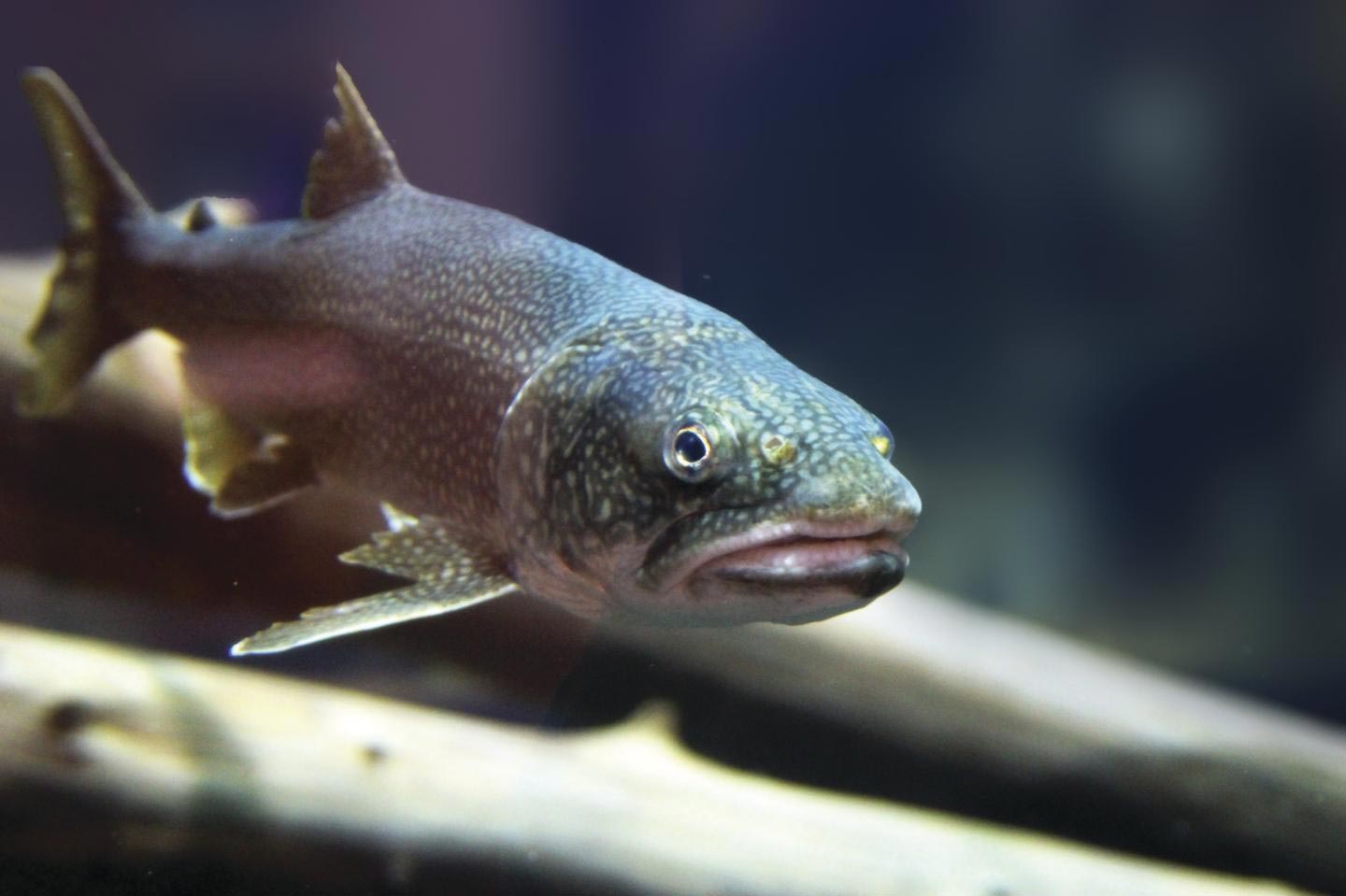 Invasive Species to Blame for High Mercury Concentrations in Great Lakes Fish - SciTechDaily