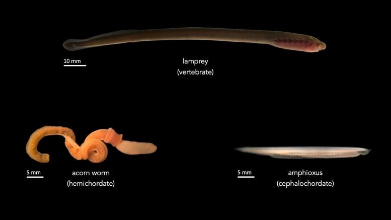 Lamprey, Acorn Worm, and Amphioxus