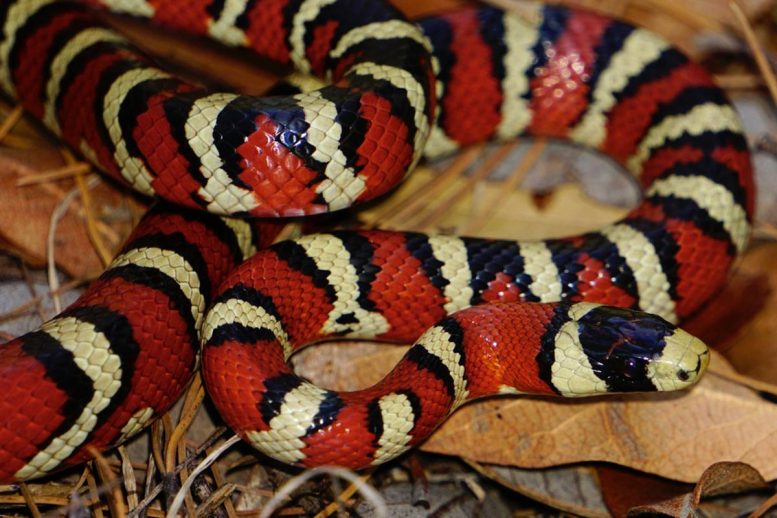 Lampropeltis knoblochi