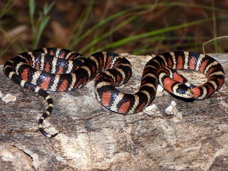 Lampropeltis pyromelana