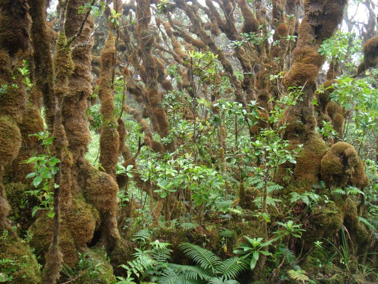 Un ejemplo del hábitat de un caracol de tierra.
