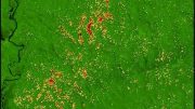 Landsat Amazon Mortality Map