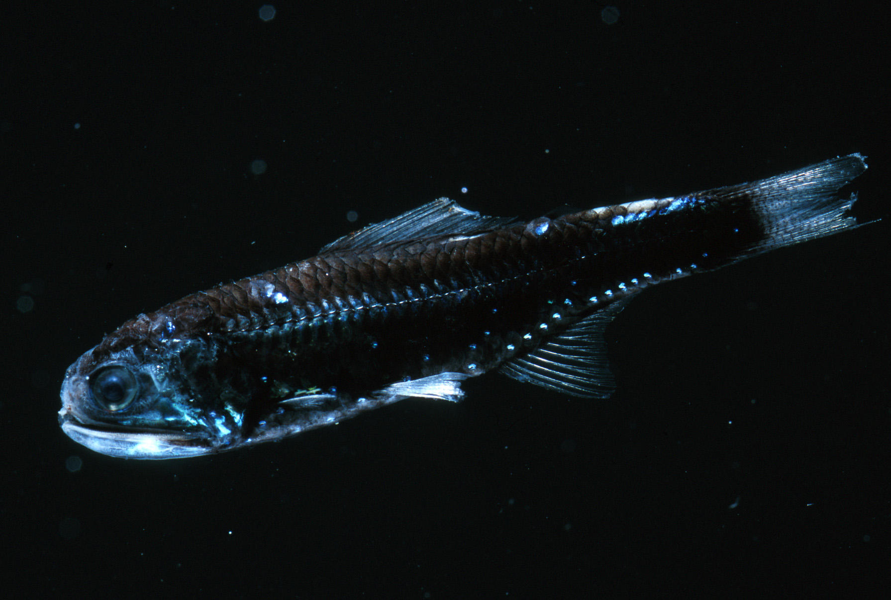 How Did Ancient Fish Colonize the Deep Sea?