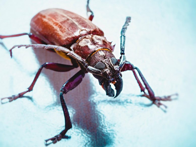 Large Beetle Close Up
