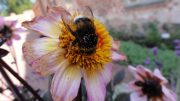 Large Bumblebee on Flower