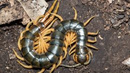 Large Centipede