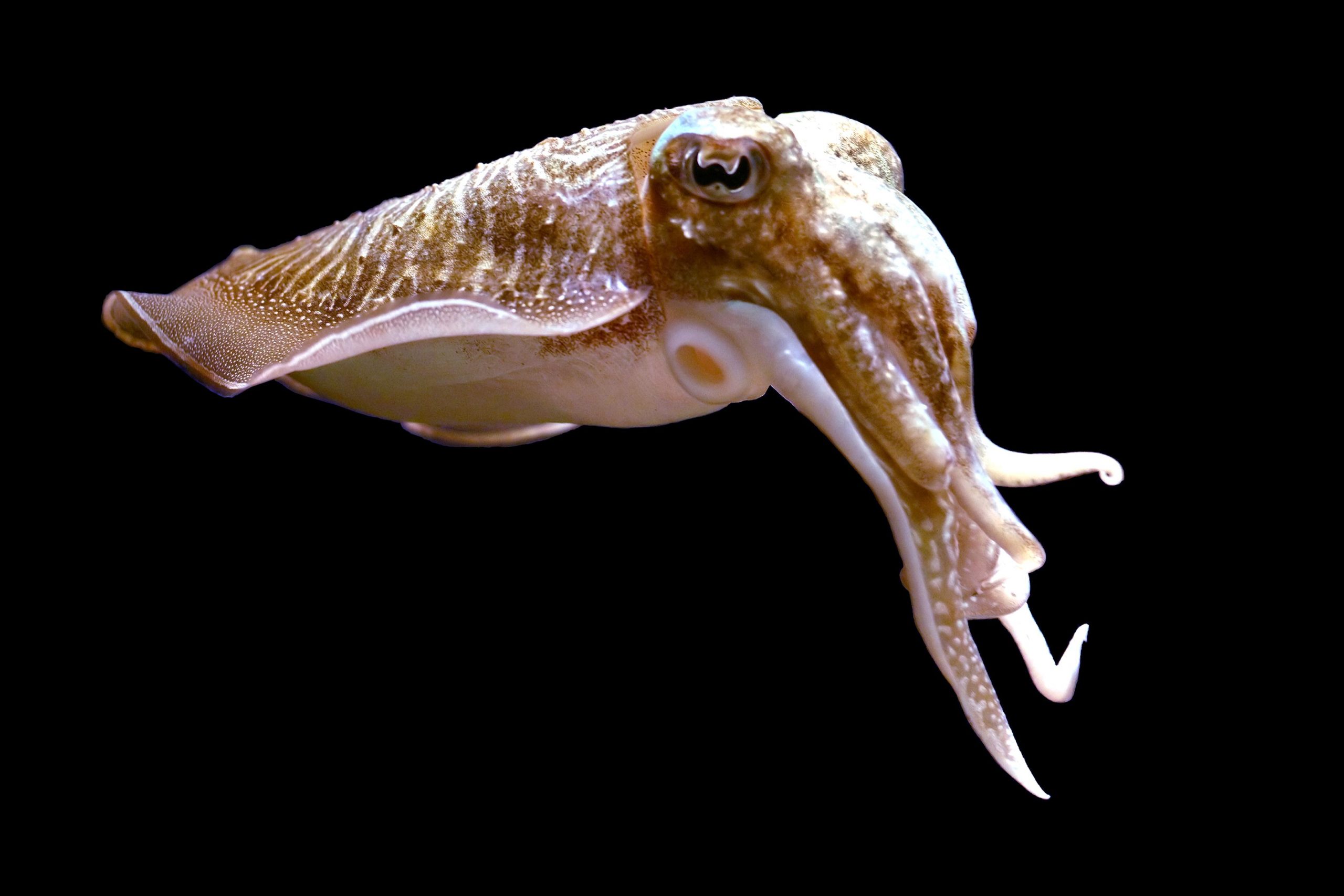 Cuttlefish can remember what, where, and when specific events happened – right up to their last few days of life, researchers have found. The re