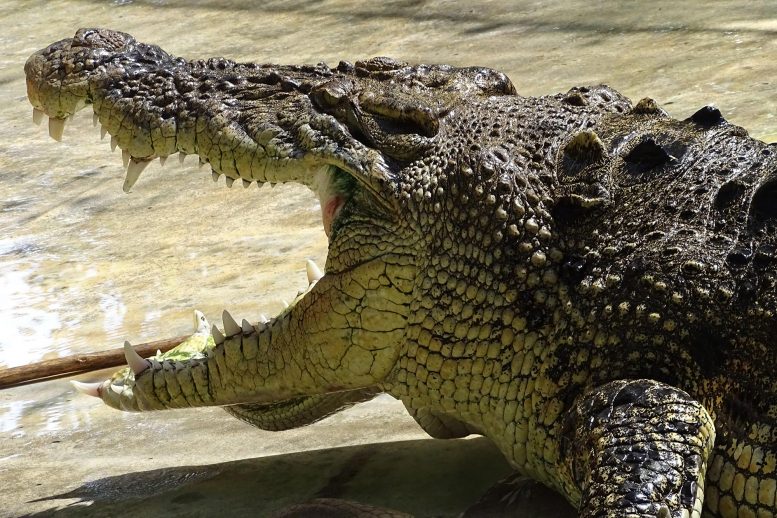 Large Crocodile Mouth Open