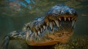 Large Crocodile Underwater