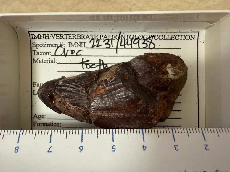Large Crocodilian Tooth From the Wayan Formation
