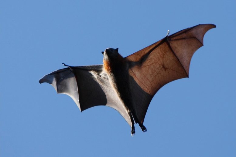 Large Flying Bat