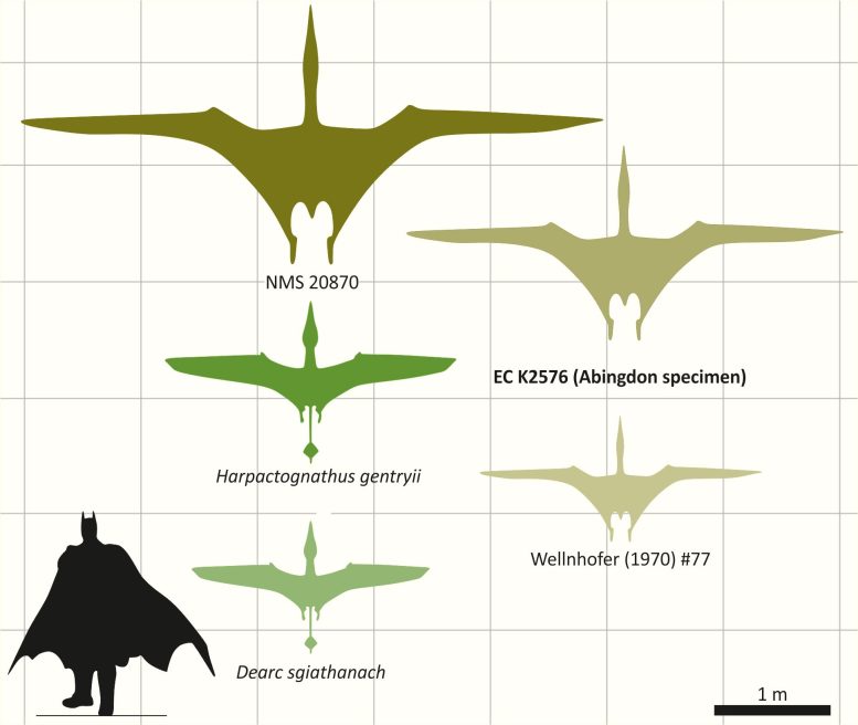Large Jurassic Pterosaur Wingspan Comparison