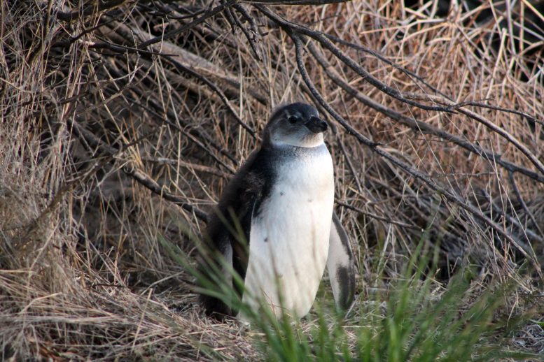 Large Penguin Chick