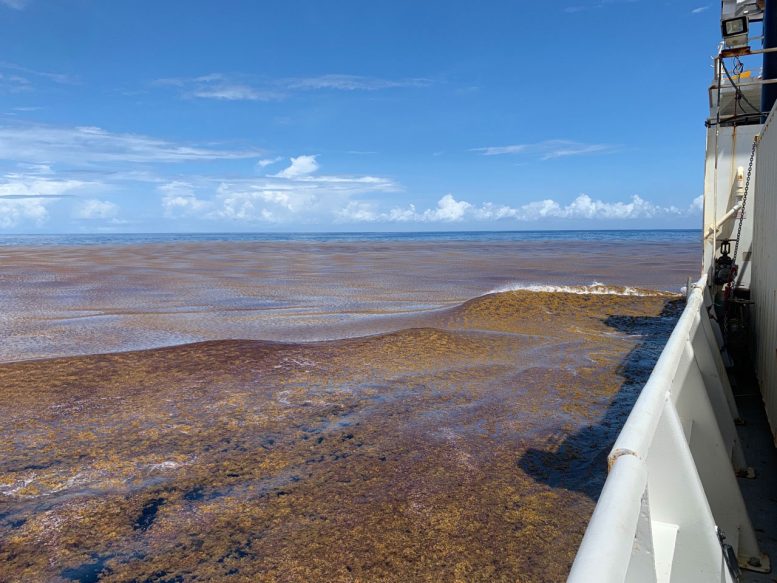 Large Sargassum Seaweed Field in Ocean