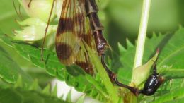 Large Scorpionfly From Nepal Named Lulilan obscurus