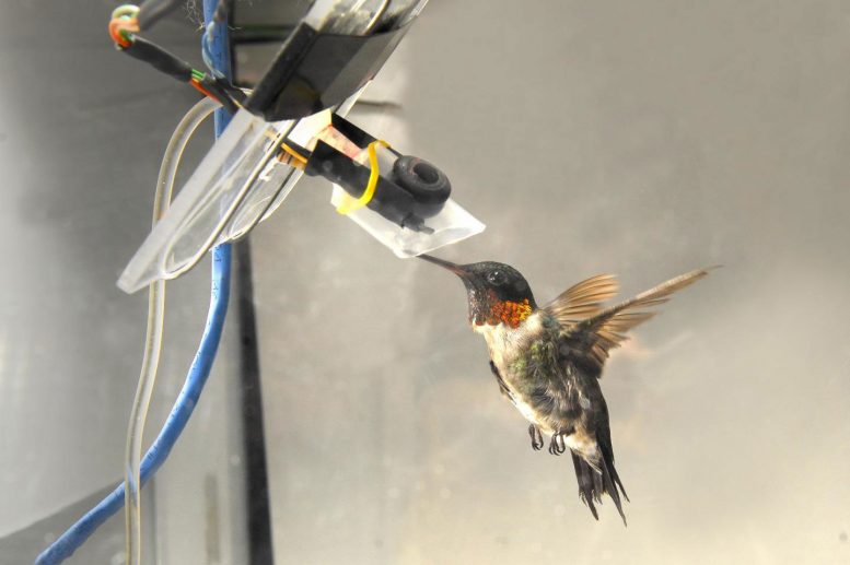 Larger Hummingbirds Show Better Mechanochemical Efficiency