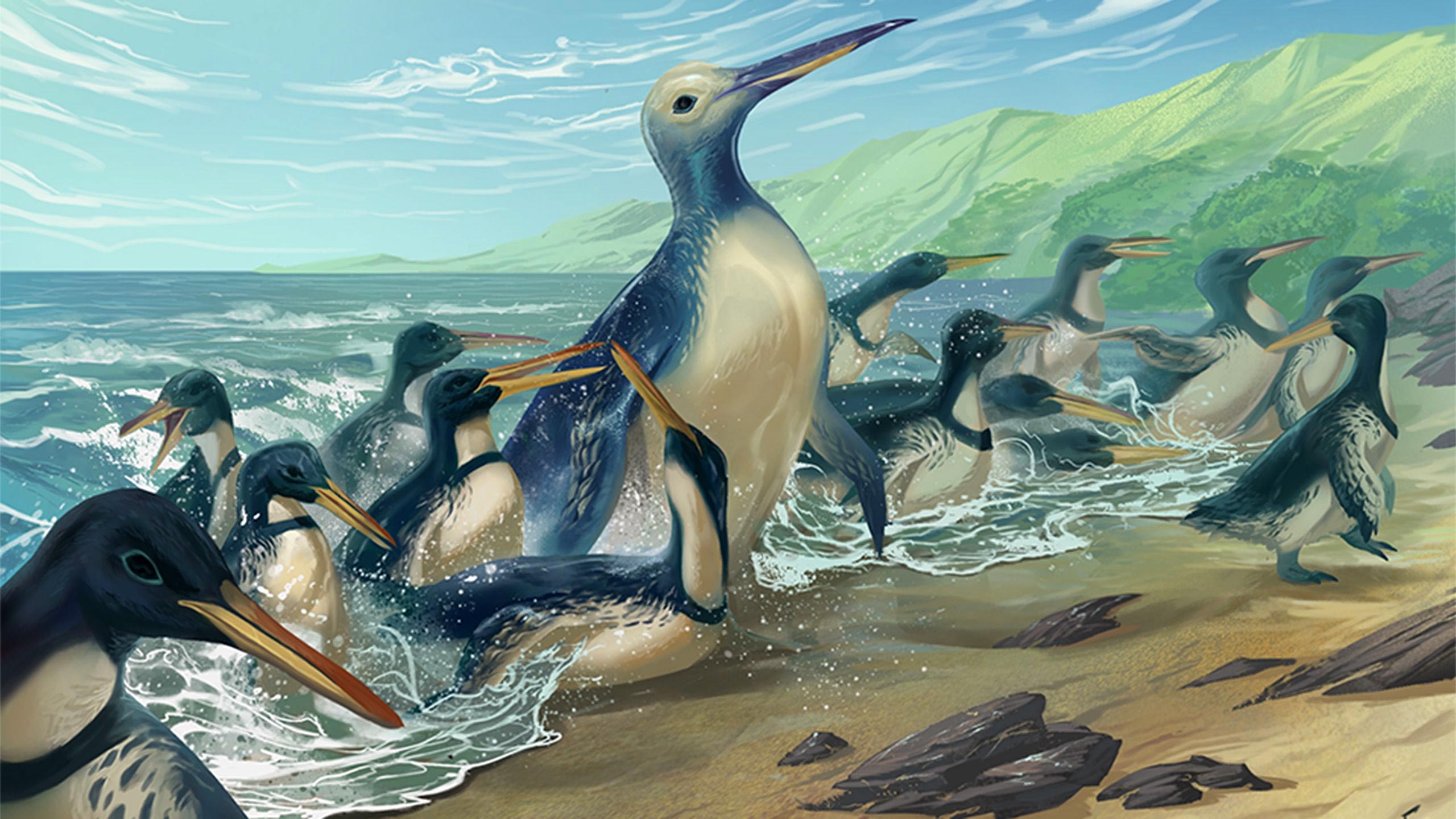 New Species Discovered: The Largest Penguin That Ever Lived