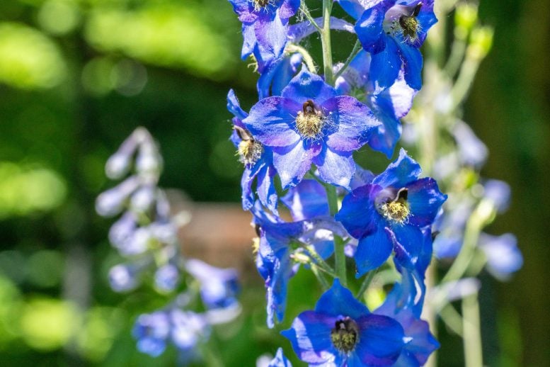Larkspur Specimen in Bloom at Beal Botanical Garden