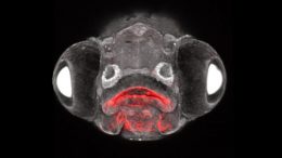Larval Zebrafish Face