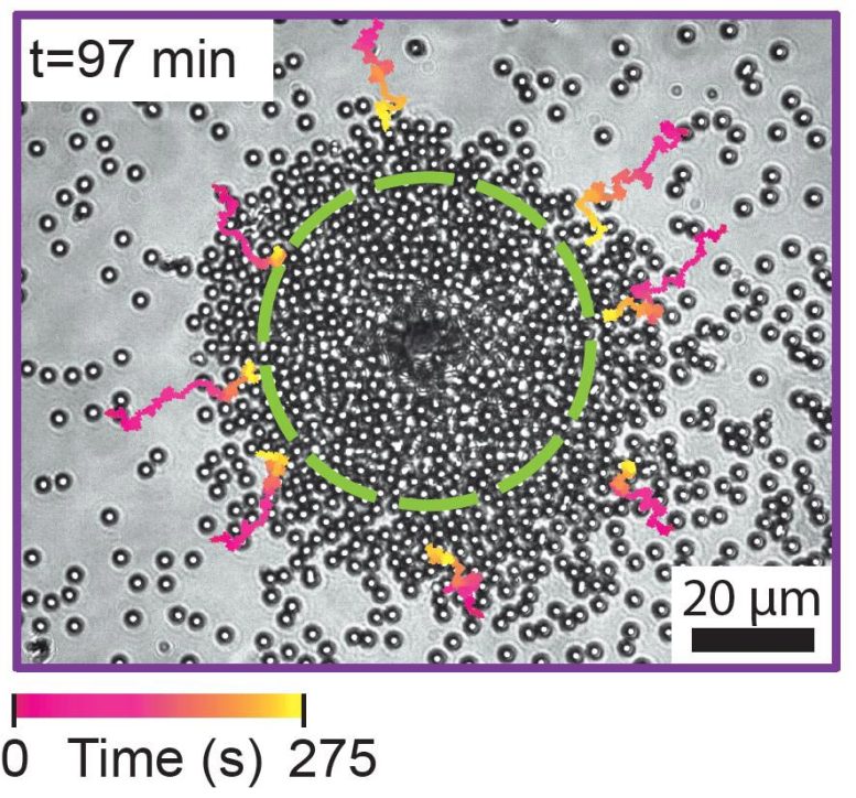 Lasing Microparticles Cluster Around Janus Particle