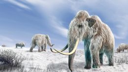 Last Woolly Mammoths Lived on Wrangel Island