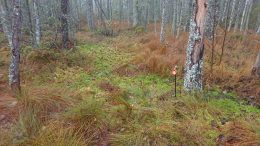 Lateral Expansion of Sphagnum Mosses Over Mineral Soil Forest