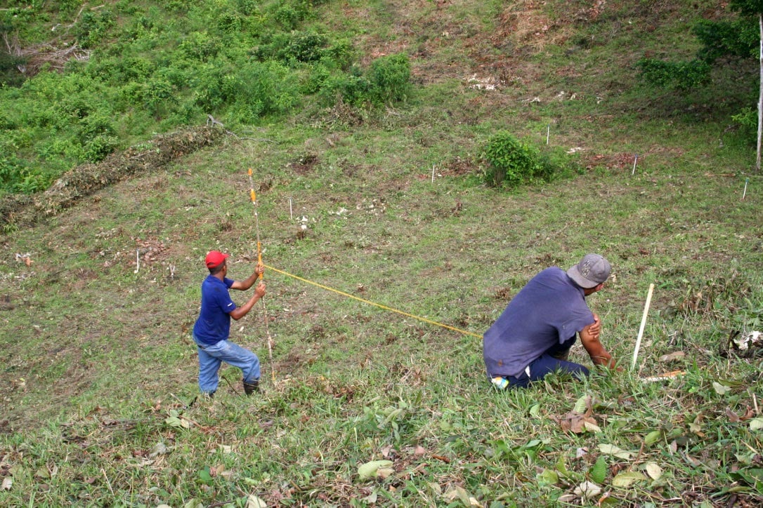Team members lay out plots in a recently abandoned pasture