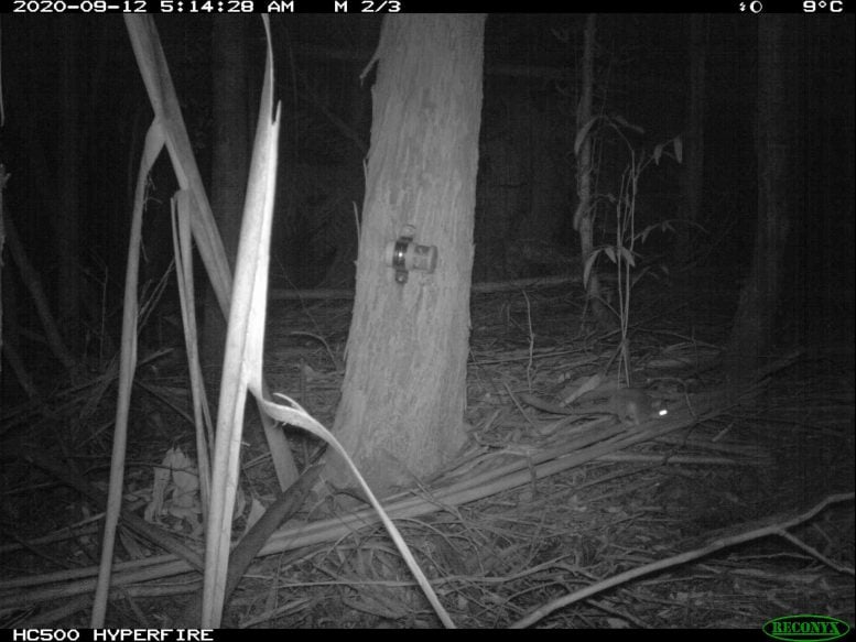 Leadbeater’s Possum at Silvicultural Treatment Site