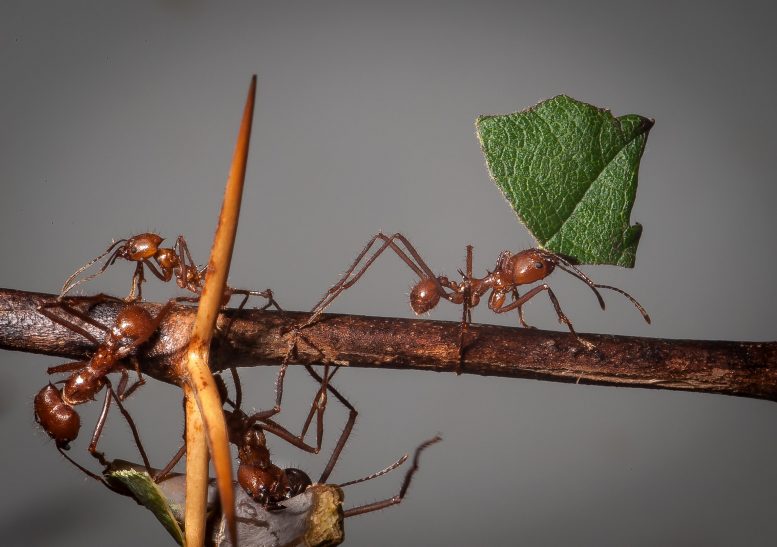 Leaf Cutter Ants Atta cephalotes