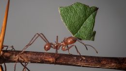 Leaf Cutter Ants Atta cephalotes Crop