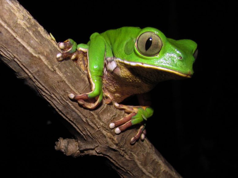 Leaf Frog (Phyllomedusa burmeisteri)