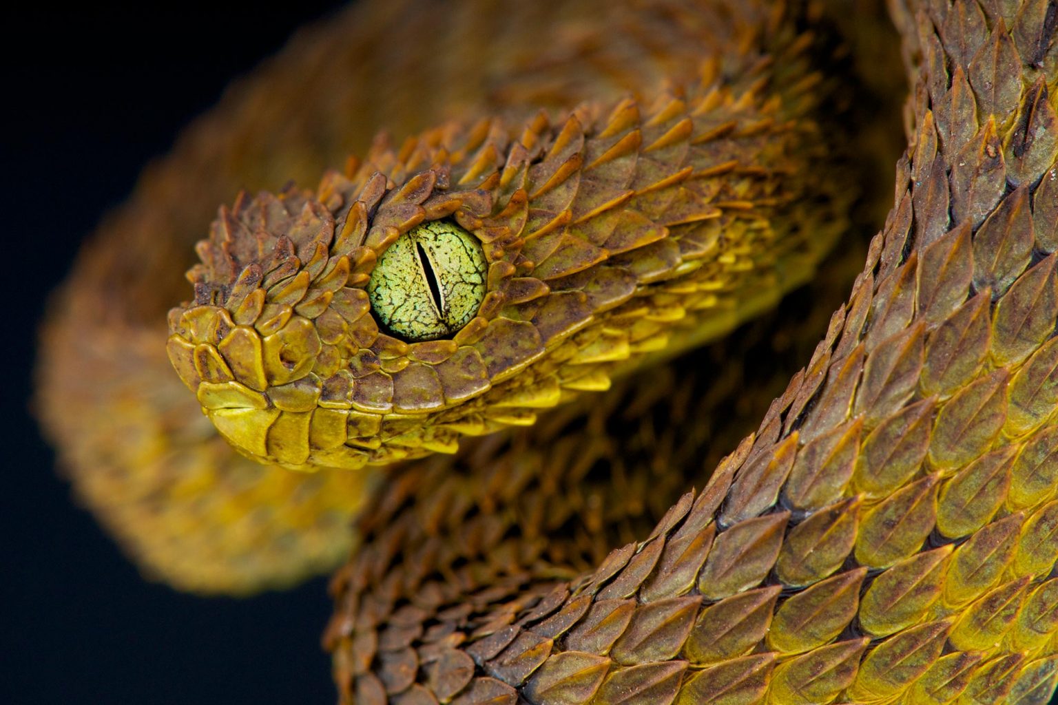 Action Needed on Dangerous Pet Snakes, Demands Animal Welfare Experts