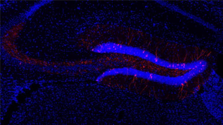 Learning Associated Neurons in the Hippocampus