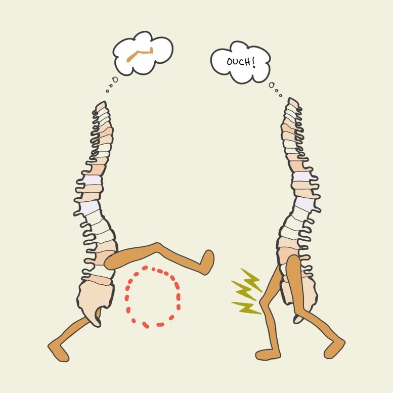 Learning and Memory in the Spinal Cord Illustration