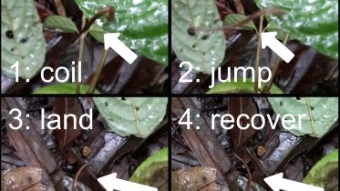 Beware of Jumping Leeches: Video Evidence Ends a Century of Skepticism