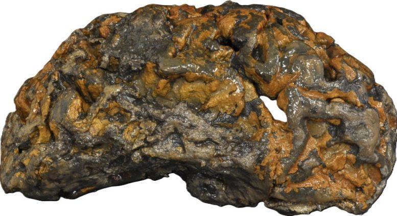 Left Cerebral Hemisphere of a 19th Century Adult Male With Surface Iron Oxide Staining