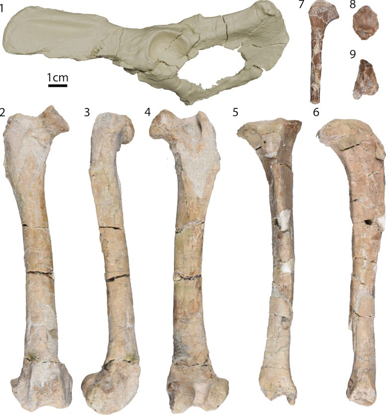 Legs and Joints of Mesocyon Coryphaeus Specimens