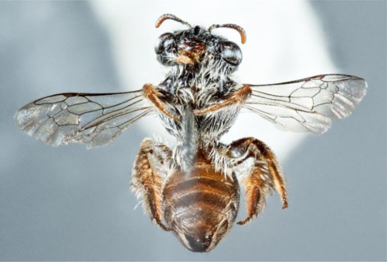 Extraña nueva especie de abeja descubierta con hocico de perro