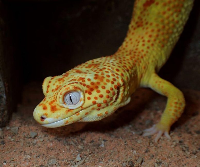 Lemon Frost Gecko